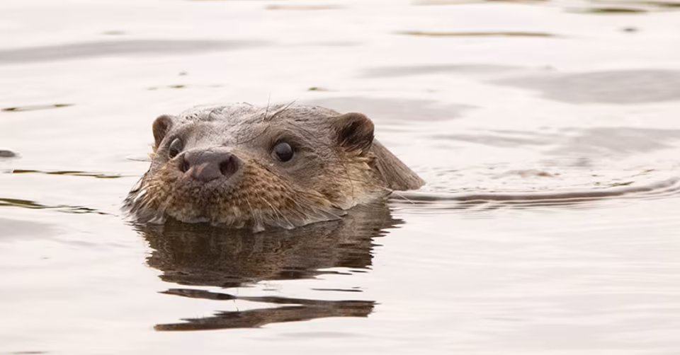 Otter zwemt in het water en kijkt in de camera